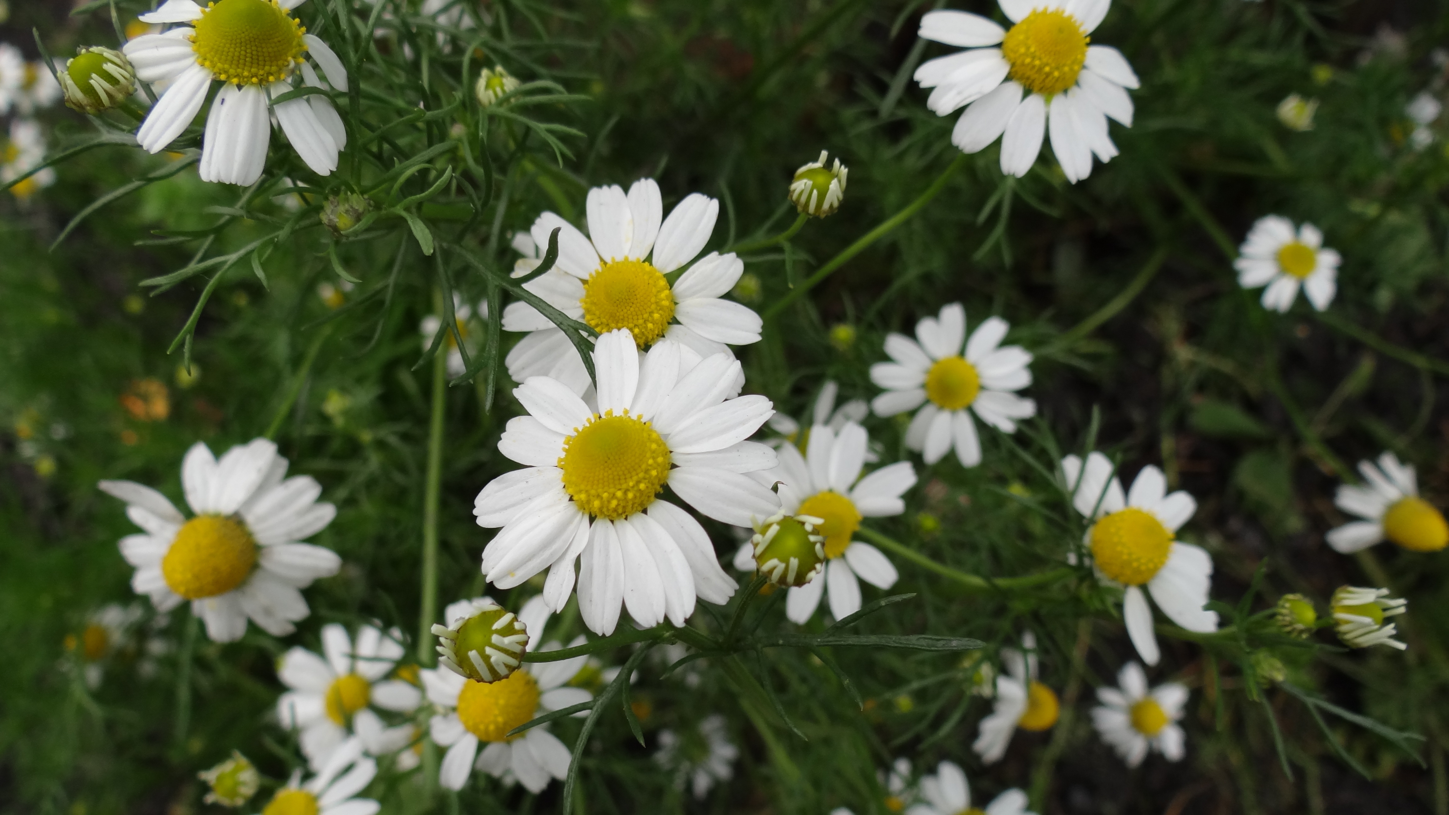 Chamaemelum nobile L.